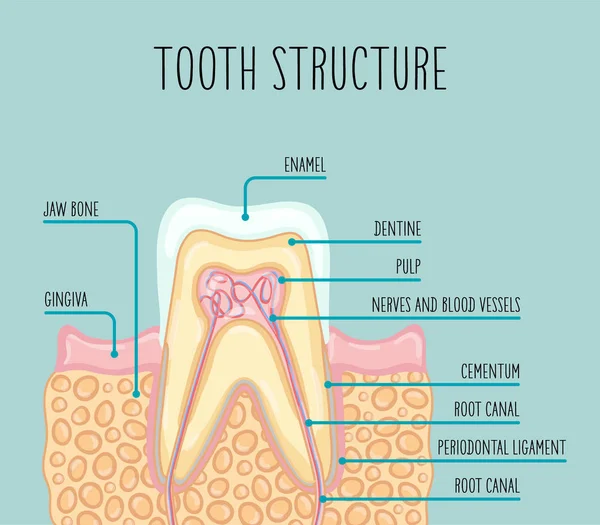 Ilustración Vectorial Una Estructura Dental Humana Saludable Ilustración Adecuada Para — Archivo Imágenes Vectoriales