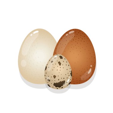 Beyaz bir arka plan üzerinde beyaz, kahverengi ve Bıldırcın yumurta. İzole vektör çizim