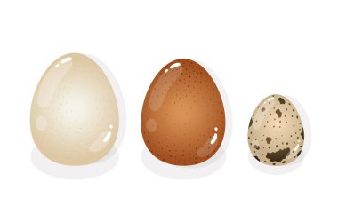 Beyaz bir arka plan üzerinde beyaz, kahverengi ve Bıldırcın yumurta. İzole vektör çizim