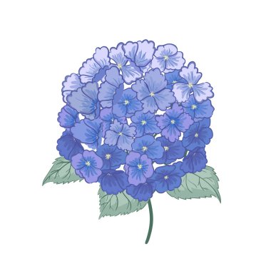 Beyaz arka planda izole güzel mor ortanca çiçek