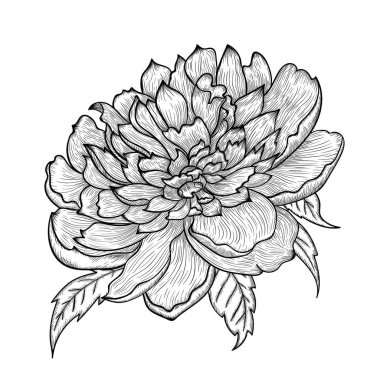 Bir şakayık tomurcuk gösteren vektör grafik ayrıntılı çizim.