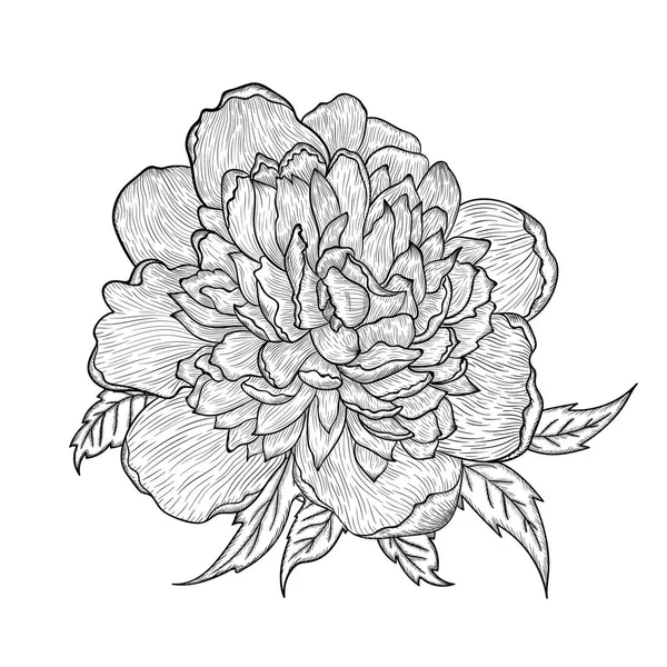 Vector graphic detailed drawing depicting a peony bud. — Stock Vector