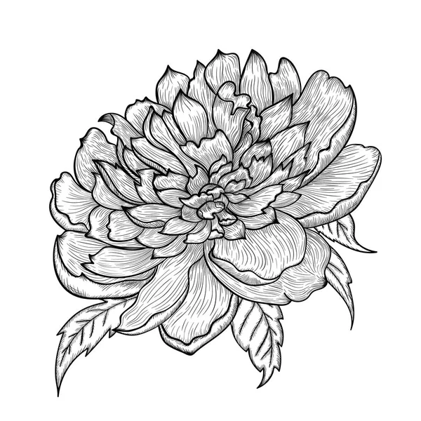 Vector graphic detailed drawing depicting a peony bud. — Stock Vector