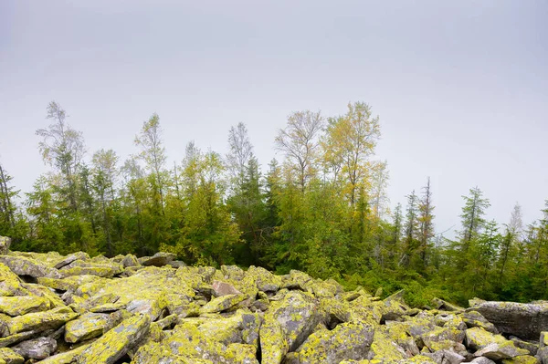 forest on the rocks in fog. mysterious autumn morning in ukrainian carpathians. hiking through steep hills of gorgany ridge with coniferous trees. outdoor adventure in ivano-frankivsk region