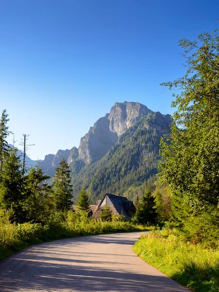 landscape with road path among spruce trees in high tatra mountains. forest nature environment of poland on a summer morning