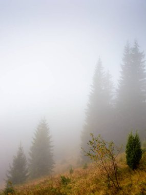 coniferous forest on the grassy hill in fog. nature background on a cold autumn morning. carpathian outdoor adventures in fall season under overcast sky