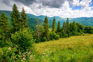 carpathian mountain landscape on a summer day. alps of ukraine in their divine beauty among forested hills under a cloudy sky. transcarpathia region