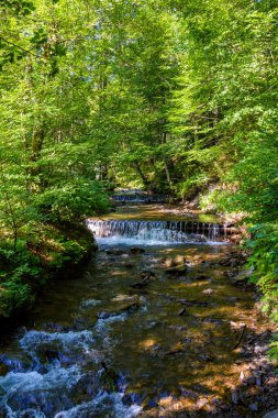 shypit water stream in the dense forest. scenic green environment of ukraine woodland in summer. beautiful nature scenery. freshness of woods on a sunny mooring