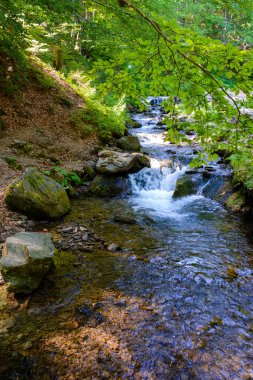 shypit water stream in the dense forest. scenic green environment of ukraine woodland in summer. beautiful nature scenery. freshness of woods on a sunny mooring