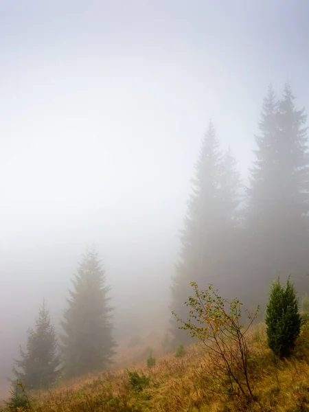 coniferous forest on the grassy hill in fog. nature background on a cold autumn morning. carpathian outdoor adventures in fall season under overcast sky