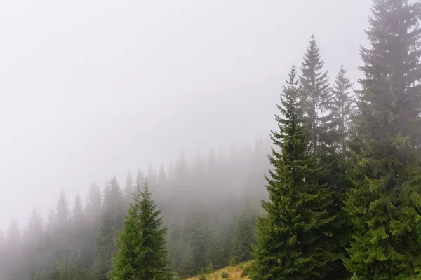 Sis içindeki kozalaklı orman. Soğuk sonbahar sabahının doğa geçmişi. Sis içindeki bir tepenin üzerinde ağaçların olduğu doğal bir ortam.