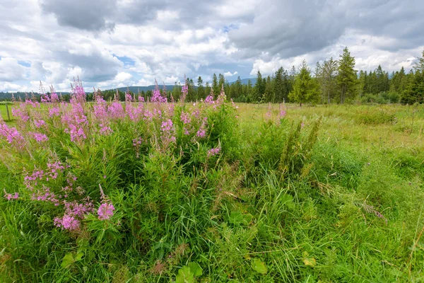 Yosun yaz manzarasında çiçek açar. Karpatya dağlarındaki ormanın yakınındaki çayırda mor çiçekler. Gökyüzü bulutlu bir kırsal alanın manzarası