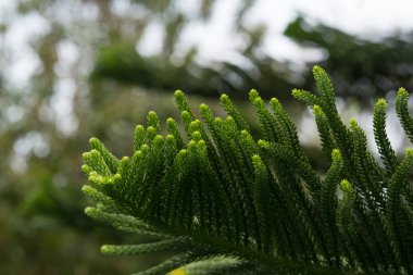 Norfolk Adası çam (Araucaria heterophylla arka plan)