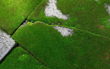 Yeşil yosunlar (arka plan ile kaplı tuğla zemin)
