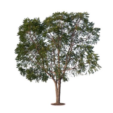 Beyaz arkaplanda izole edilmiş ağaç