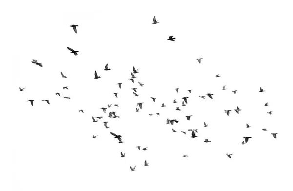 Ptaki pływające na niebie (izolowane na białym tle) — Zdjęcie stockowe