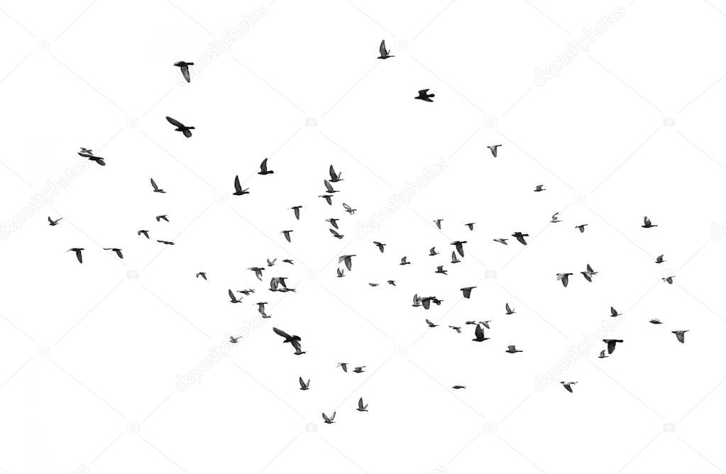 Birds flying in the sky (Isolated on white background)