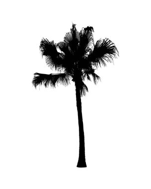 Beyaz arkaplanda izole edilmiş hindistan cevizi ağacı silueti