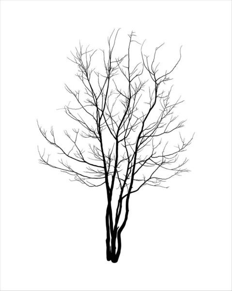 Sylwetka Gołego Drzewa Białym Tle — Wektor stockowy