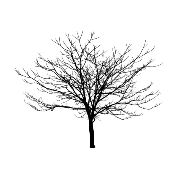 Σιλουέτα Γυμνού Δέντρου Που Απομονώνεται Λευκό Φόντο — Διανυσματικό Αρχείο