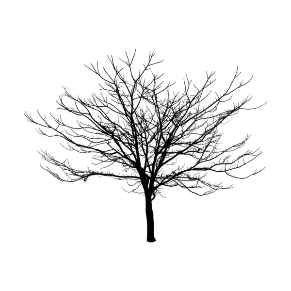 Silueta Árbol Desnudo Aislado Sobre Fondo Blanco — Vector de stock