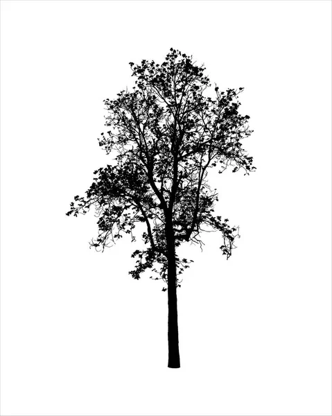 Tree Silhouette Isolated White Background — Stock Vector