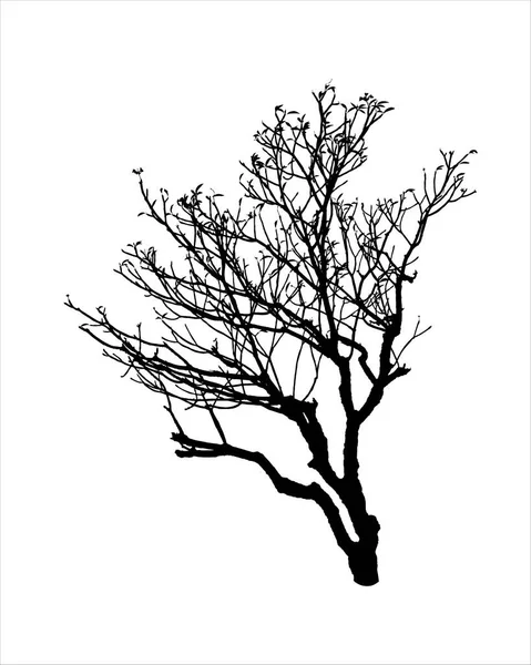 Kahle Baumsilhouette Isoliert Auf Weißem Hintergrund — Stockvektor
