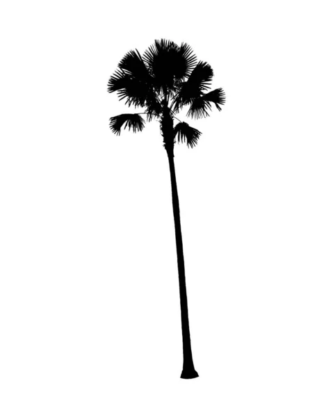 Silhouette Palmier Sucre Sur Fond Blanc — Image vectorielle