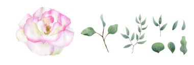 Gül ve okaliptüs yapraklı suluboya çiçek seti düğün davetiyesi tasarımı, dekor için