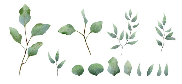 Nagy Virágos Készlet Akvarell Eukaliptusz Levelek Ágak — Stock Fotó