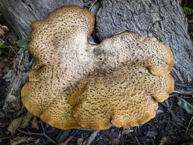 Ağacın tabanında Büyük Dryad 'ın Eyer Mantarı