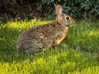 Profile View of a Cottontail Rabbit Sitting in Green Grass