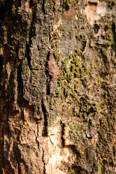 Casca de árvore de superfície com fundo de musgo verde . — Fotografia de Stock