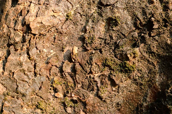 Casca de árvore de superfície com fundo de musgo verde . — Fotografia de Stock