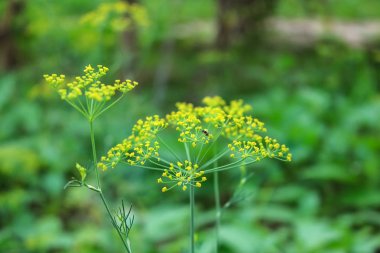 Bahçede çiçek açan dereotu çiçeği ve arı yakın