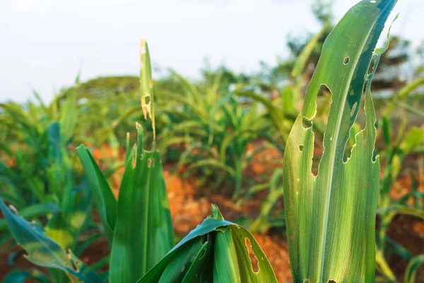 Liść kukurydzy z otworami, spożywane przez szkodniki w gospodarstwie. — Zdjęcie stockowe