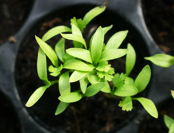 プランテーションでチリの若い緑の芽植物. — ストック写真