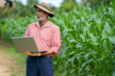 Güneşli bir günde mısır tarlasında dikilen tişörtlü yaşlı Asyalı adam, bahçıvanlık konsepti.