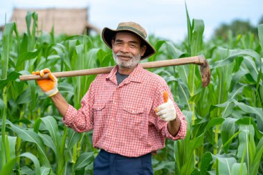 Kıdemli çiftçi mısır tarlasını teftiş ediyor..