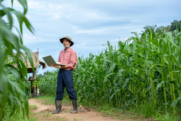 Agricultor Inspeccionando Maíz Campo Maíz — Foto de Stock