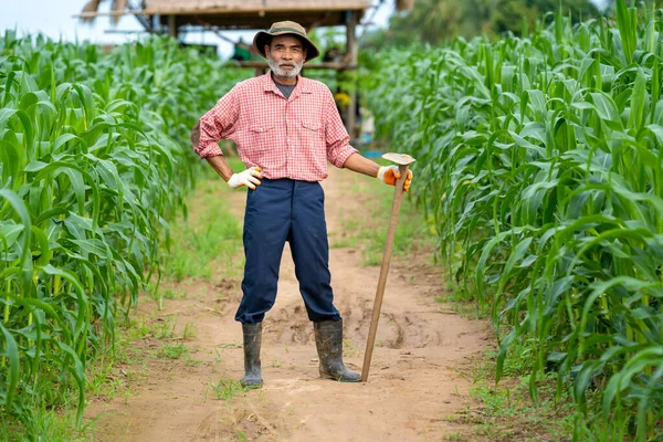 Agricultor Senior Inspeccionando Maíz Campo Maíz — Foto de Stock