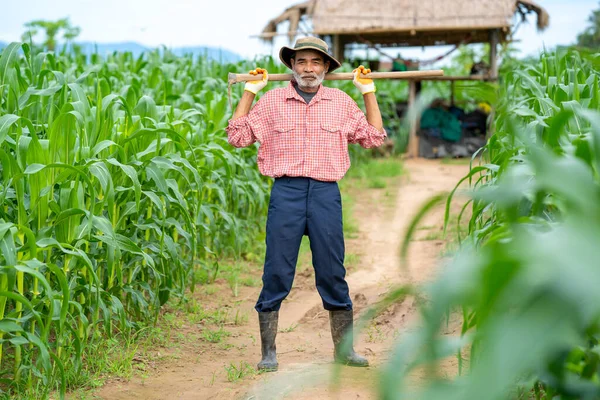 Retrato Del Agricultor Asiático Pie Campo Maíz — Foto de Stock