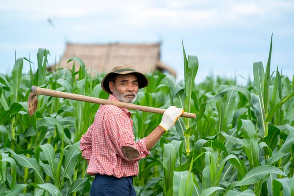 Retrato Del Agricultor Asiático Pie Campo Maíz — Foto de Stock