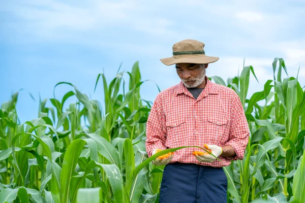 Agricultor Inspeccionando Maíz Campo Maíz — Foto de Stock