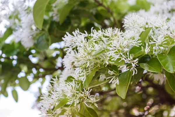 Weiß Smaragd Schnee Loropetalum Accent Strauch — Stockfoto