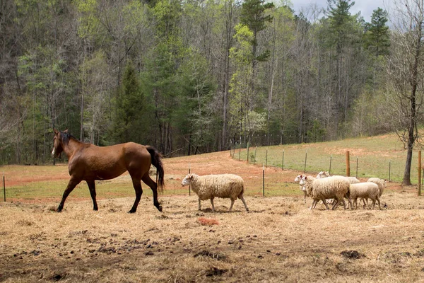 Koń Owca Osły Farmie — Zdjęcie stockowe