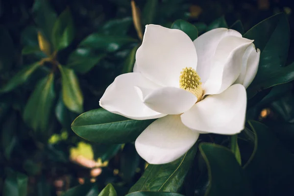 A large, creamy white southern magnolia flower is surrounded by glossy green leaves of a tree. White petal close up