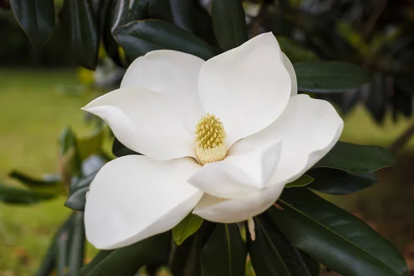 Flower of the Magnolia grandiflora, the Southern magnolia or bull bay, tree of the family Magnoliaceae