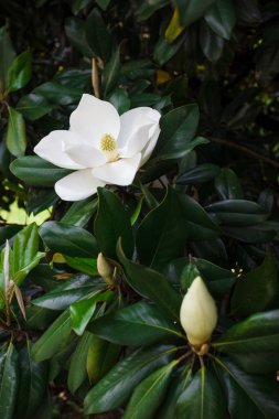 Magnolia grandiflora çiçeği, güney manolyası ya da boğa körfezi, Magnoliaceae ailesinin ağacı.