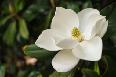 Magnolia grandiflora çiçeği, güney manolyası ya da boğa körfezi, Magnoliaceae ailesinin ağacı.